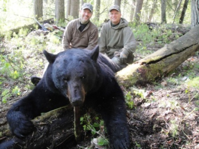 bear hunting with North Star Outfitting