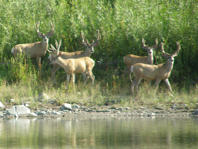 North Star Outfitting Mule Deer Hunts